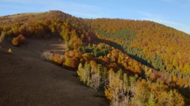 Renkli ormanın üzerinde gündüz uçan bir İHA 'dan harika bir manzara. 4k, İHA videosu.