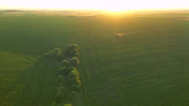 Yeşil alanlar püskürten traktörün üzerinde uçan bir dronun manzarası. 4k, İHA videosu.