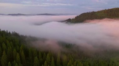 İnsansız hava aracı dağ vadisini kaplayan yoğun sisin üzerinde uçuyor. Karpat Dağları, Ukrayna, Avrupa. Sinematik hava çekimi. Toprağın güzelliğini keşfedin. 4k, İHA videosu ile çekilmiştir..
