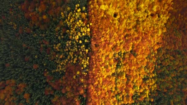 Vista Atraente Drone Voando Sobre Floresta Colorida Filmado Vídeo Drone — Vídeo de Stock