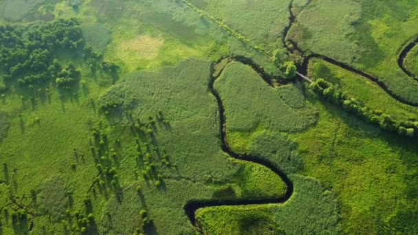 鳥の目のビューから緑豊かな湿地で絵のように曲がりくねった川 場所ウクライナ ヨーロッパの田舎 空中での撮影 地球の美しさを発見 4Kで撮影されたドローンビデオ — ストック動画