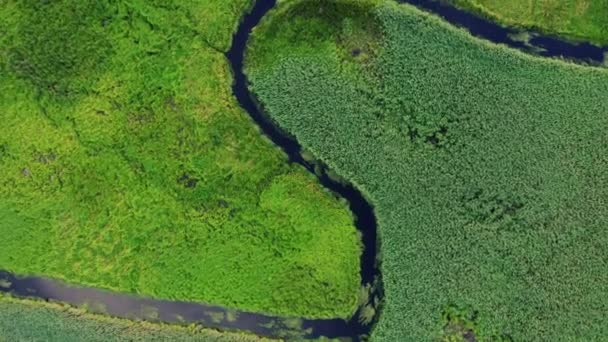 Pittoreska Slingrande Flod Lummiga Våtmarker Från Fågelperspektiv Plats Plats Landsbygd — Stockvideo