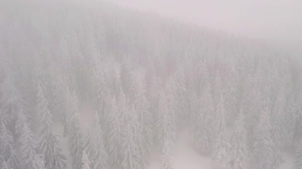 Splendida Scena Invernale Vista Volo Uccello Girato Video Drone — Video Stock