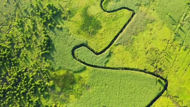 Schilderachtige Kronkelende Rivier Weelderige Wetlands Vanuit Vogelperspectief Gefilmd Drone Video — Stockvideo