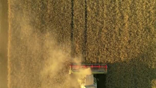 Blick Von Der Höhe Des Mähdreschers Der Eine Reife Weizenernte — Stockvideo