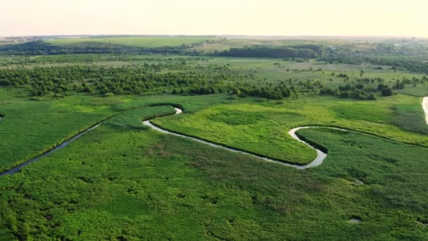 ドローンは緑の湿地で曲がりくねった川を飛ぶ 4Kで撮影されたドローンビデオ — ストック動画