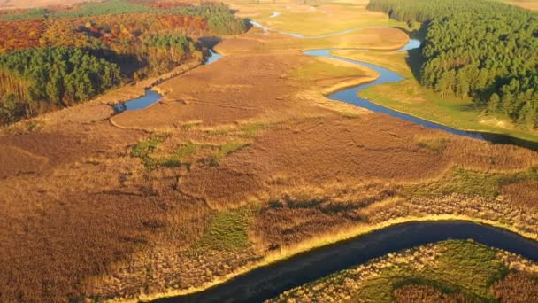 Vista Exótica Desde Dron Volando Sobre Sinuoso Río Día Soleado — Vídeos de Stock