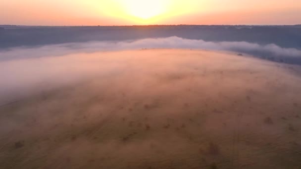 無人機は日の出に霧で覆われた野生の牧草地を飛ぶ 4Kで撮影されたドローンビデオ — ストック動画