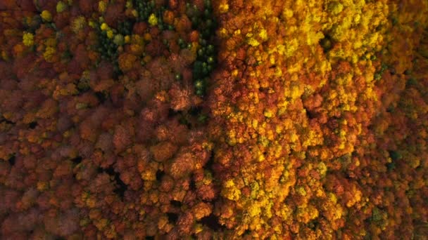 Vonzó Kilátás Egy Drónról Ami Színes Erdő Felett Repül Filmed — Stock videók