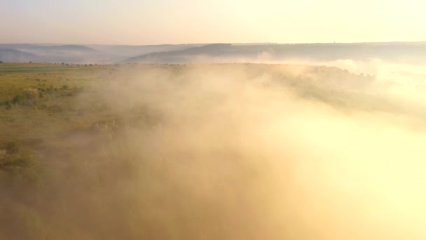 Drone Sorvola Prato Selvaggio Coperto Nebbia All Alba Girato Video — Video Stock