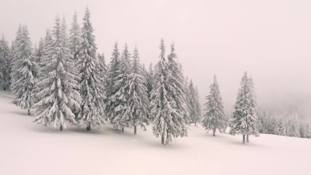 Vista Impressionante Abetos Cobertos Neve Partir Vista Olho Pássaro Filmado — Vídeo de Stock