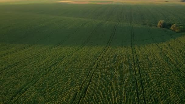 Vista Panorâmica Drone Voando Sobre Trator Pulverizando Campos Verdes Filmado — Vídeo de Stock