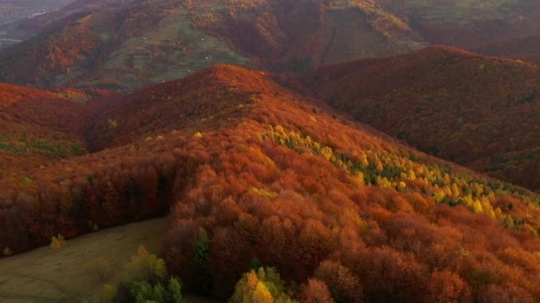 Aantrekkelijk Uitzicht Vanaf Een Drone Die Overdag Het Kleurrijke Bos — Stockvideo