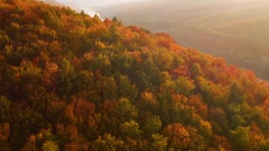 Sonbahar sahnesinde yavaş uçuş, ileri kamera hareketi. 4k, İHA videosu ile çekilmiştir..