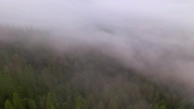 Bir dron sis kaplı dramatik bir kozalaklı ormanın üzerinde uçar. Karpat Dağları, Ukrayna, Avrupa. Sinematik hava çekimi. Dünyanın güzelliğini keşfet. 4k, İHA videosu ile çekilmiştir..