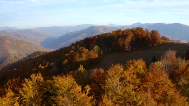 Fantastyczny Widok Drona Latającego Nad Kolorowym Lasem Dzień Nagrane Wideo — Wideo stockowe