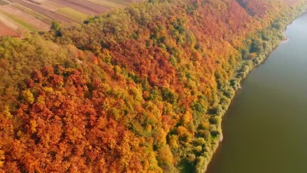 Kouzelná Scéna Ptačího Pohledu Pestrobarevný Les Slunečného Dne Natočeno Drone — Stock video