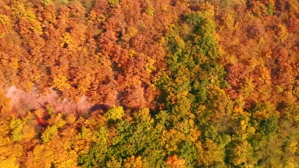 カラフルな森の鳥の目のビューから静かなシーン 4Kで撮影されたドローンビデオ — ストック動画