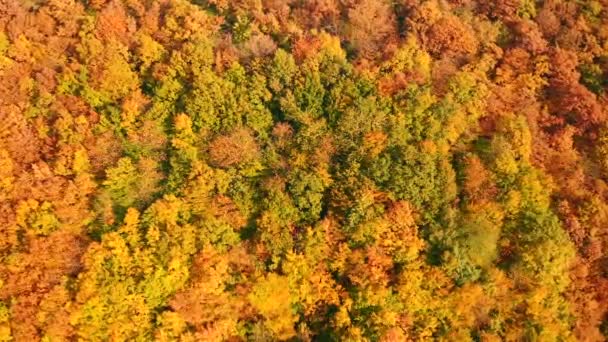 Sonbahar Orman Ağaçlarının Insansız Hava Aracı Dokusu Videosu Ile Çekilmiştir — Stok video