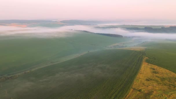霧の多い農地のドローンからの撮影 4Kで撮影されたドローンビデオ — ストック動画