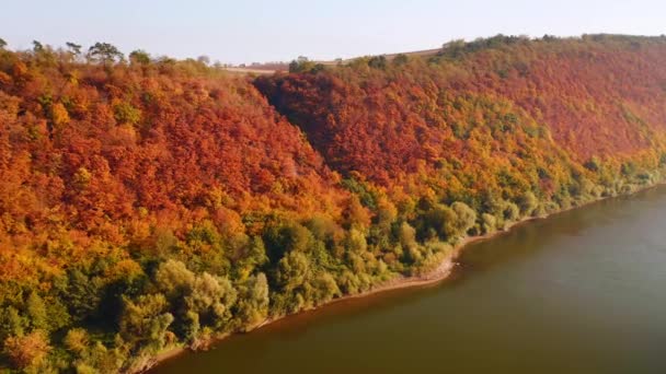 Güneşli Bir Günde Renkli Bir Ormanın Kuş Bakışı Görüntüsü Videosu — Stok video