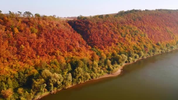 Cena Mágica Visão Pássaro Uma Floresta Colorida Dia Ensolarado Filmado — Vídeo de Stock