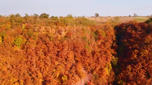 Textura Disparo Zangão Árvores Florestais Outono Filmado Vídeo Drone — Vídeo de Stock