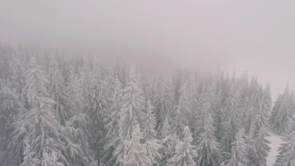 Geweldig Uitzicht Besneeuwde Sparren Vanuit Vogelperspectief Gefilmd Drone Video — Stockvideo