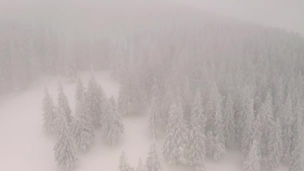 Vista Impressionante Abetos Cobertos Neve Partir Vista Olho Pássaro Filmado — Vídeo de Stock