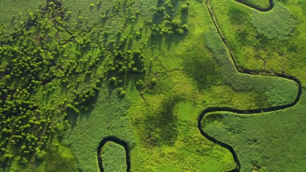 Nádherná Klikatá Řeka Bujně Zelených Mokřinách Ptačí Perspektivy Natočeno Drone — Stock video