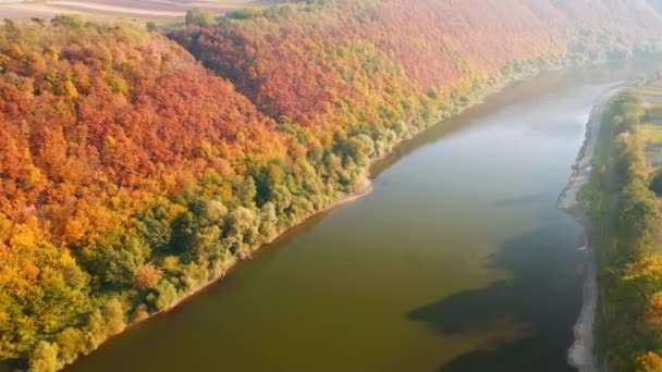 Kouzelná Scéna Ptačího Pohledu Pestrobarevný Les Slunečného Dne Natočeno Drone — Stock video