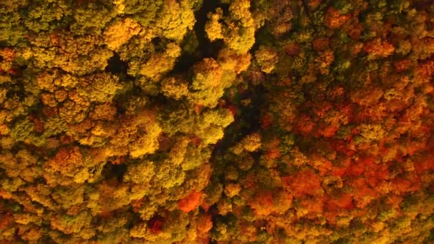 Tranquil Σκηνή Από Μάτι Ενός Πουλιού Θέα Ενός Πολύχρωμου Δάσους — Αρχείο Βίντεο