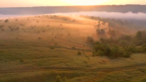 Drone Survole Une Prairie Sauvage Couverte Brouillard Lever Soleil Filmé — Video