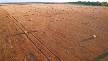 Altın tarlanın üzerinde uçan bir kuadkopterden buğday samanlarıyla ateş ediyorlar. 4k, İHA videosu ile çekilmiştir..