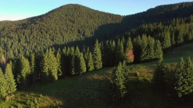 Sabahları alp çayırları olan pitoresk dağ vadisi. Karpat Dağları, Ukrayna, Avrupa. Sinematik hava çekimi. Toprağın güzelliğini keşfedin. 4k, İHA videosu ile çekilmiştir..