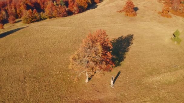 Tiroteio Quadricóptero Uma Cena Pitoresca Dia Ensolarado Filmado Vídeo Drone — Vídeo de Stock