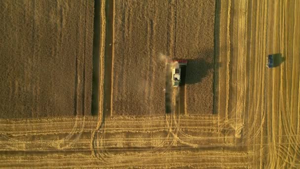 Вид Высоты Комбайна Собирающего Спелый Урожай Пшеницы Местонахождение Украинского Аграрного — стоковое видео