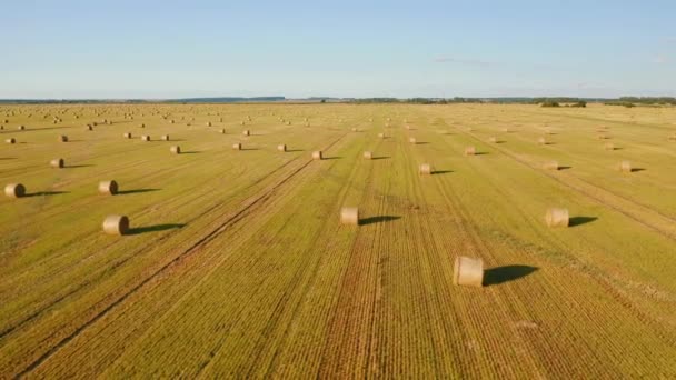 Shooting Quadcopter Flying Golden Field Roll Bales Wheat Straw Filmed — Stock Video