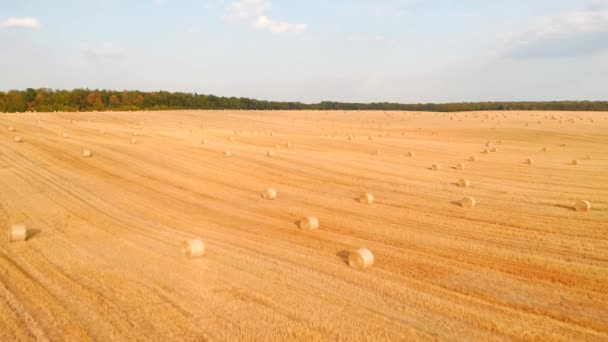 Shooting Quadcopter Flying Golden Field Roll Bales Wheat Straw Filmed — Stock Video