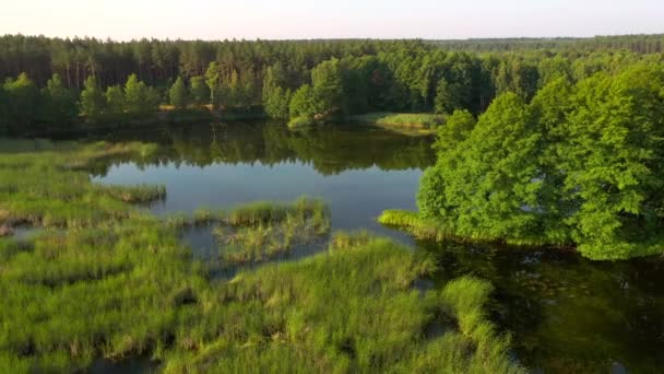 드론은 숲으로 둘러싸인 다닙니다 의시야 폴리시아 우크라이나 영화에 나오는 샷이야 — 비디오