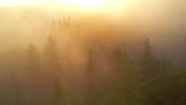 ドローンは霧に覆われた劇的な針葉樹林の上を飛ぶ 4Kで撮影されたドローンビデオ — ストック動画
