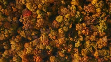 Dinyester Kanyonu 'ndaki sonbahar ormanının nefes kesici kuş bakışı görüntüsü. 4k, İHA videosu.