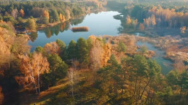 Fågelperspektiv Mysig Sjö Omgiven Höstskog Inspelning Från Drönarvideo — Stockvideo