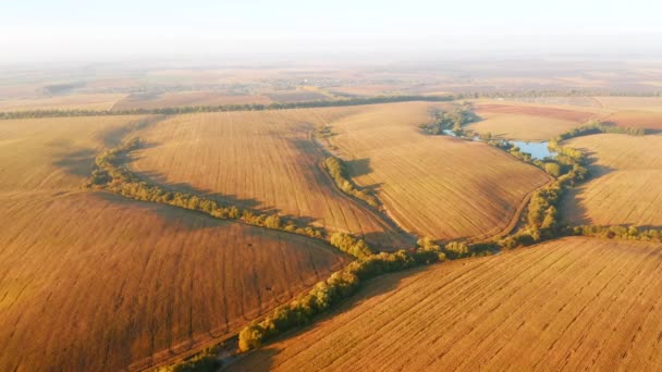 Disparando Desde Quadcopter Volando Sobre Campo Oro Tierras Agrícolas Filmado — Vídeos de Stock