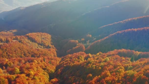 Tiroteio Quadricóptero Uma Floresta Colorida Pitoresca Filmado Vídeo Drone — Vídeo de Stock