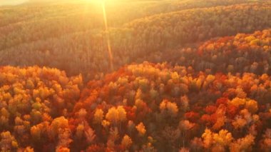 Muhteşem sonbahar ormanı bir kuşun gözünden gün ışığında parlar. 4k, İHA videosu ile çekilmiştir..