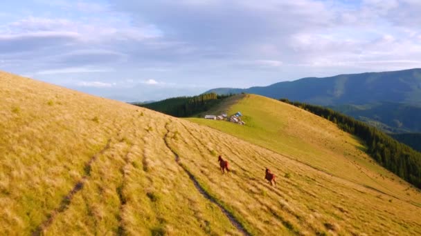 Prachtig Uitzicht Weide Met Paarden Een Zonnige Dag Gefilmd Drone — Stockvideo