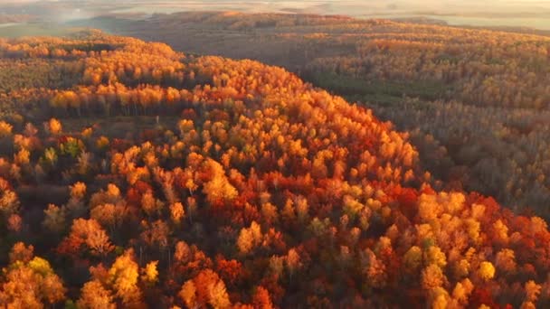 Fantastický Podzimní Les Září Slunečním Světle Ptačího Pohledu Natočeno Drone — Stock video