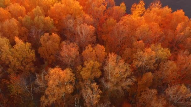 Fantastisch Herfstbos Gloeit Het Zonlicht Vanuit Vogelperspectief Gefilmd Drone Video — Stockvideo