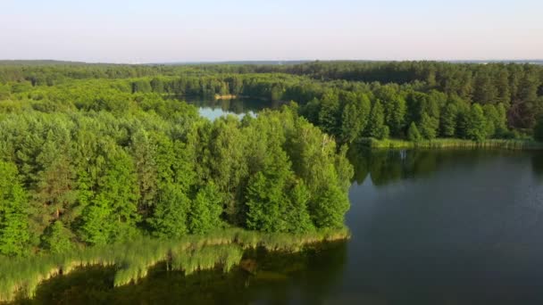Lennokki Lentää Metsän Ympäröimän Hiljaisen Järven Yli Kuvattu Drone Video — kuvapankkivideo
